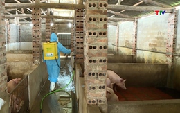 Hơn 24.000 lít hóa chất phòng, chống bệnh Dịch tả lợn châu Phi