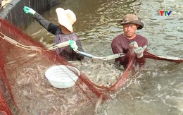 Thanh Hóa thu hoạch thủy sản đạt 80,7% kế hoạch năm