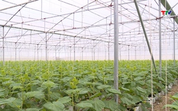 Chuẩn bị nguồn rau quả phục vụ thị trường Tết 