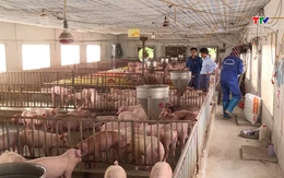 Giá lợn hơi giảm thấp nhất trong vòng 5 năm