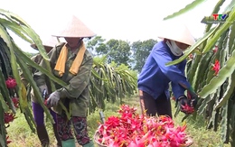 Tỉnh Thanh Hoá xếp thứ 3 số lượng Hợp tác xã nông nghiệp