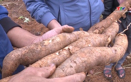 Nhân rộng mô hình trồng sắn sử dụng giống kháng khảm lá