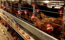 Thanh Hóa chú trọng phát triển chăn nuôi quy mô lớn