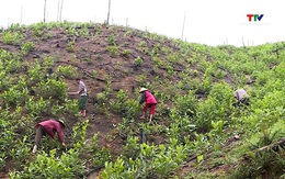 Xuất cấp hơn 156 tấn gạo hỗ trợ người dân chăm sóc, bảo vệ rừng