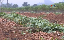 Nhân rộng mô hình trồng sắn sử dụng giống kháng khảm lá sắn 