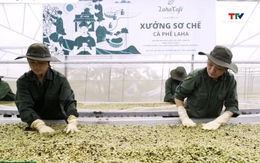 Thuế cà phê Mỹ về 0%: Cơ hội bứt phá cho xuất khẩu Việt 