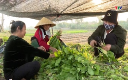 Nông dân xã Quảng Bình thu hoạch cây rau màu vụ Đông