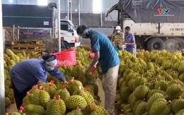 Sầu riêng tiếp tục là mặt hàng xuất khẩu chủ lực 