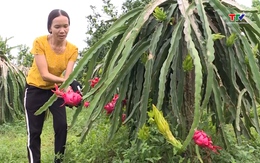 Hỗ trợ hơn 42 tỷ đồng phát triển sản xuất cây ăn quả tập trung