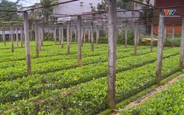 Trồng mới 1.500 ha rừng bằng cây nuôi cấy mô