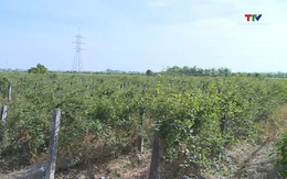 Sản xuất dược liệu theo hướng công nghệ cao