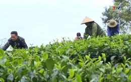 Hơn 15% Hợp tác xã có ứng dụng chuyển đổi số trong sản xuất, tiêu thụ sản phẩm