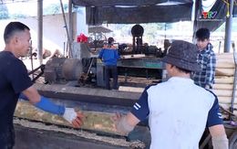 Thanh Hóa phát triển được 10 chuỗi liên kết sản xuất chế biến lâm sản