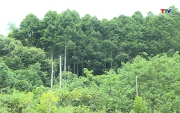 Hơn 32.000 ha rừng đã được cấp chứng chỉ quản lý rừng bền vững