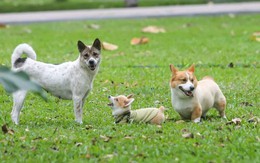 Quy định xử phạt vi phạm hành chính đối với các hành vi vi phạm quy định về trật tự công cộng