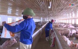 Giá lợn hơi giảm sâu