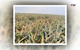 Xác định nguyên nhân bước đầu khiến 500 ha dứa bỗng nhiên héo úa, chết hàng loạt