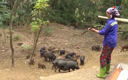 Gần 2 tỷ đồng dư nợ cho vay đối với hộ đồng bào dân tộc thiểu số 