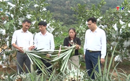 Hiệu quả các hoạt động hỗ trợ nông dân phát triển sản xuất, kinh doanh