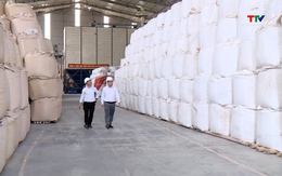 Xuất khẩu gạo giảm mạnh trước những biến động của thị trường Philippines