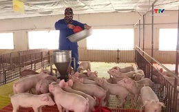 Giá lợn hơi tiếp tục tăng ở mức cao