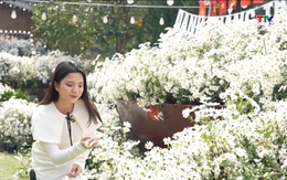 Điểm check-in hấp dẫn với cúc họa mi ngay tại Thanh Hóa 