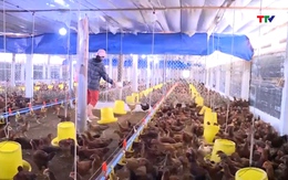 Chủ động phòng, chống dịch cúm gia cầm thời điểm cuối năm  