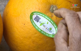 Đưa nông sản Thanh Hóa tham gia sâu vào chuỗi giá trị