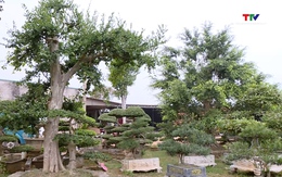 Làm giàu từ niềm đam mê với nghề trồng cây cảnh         