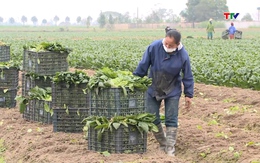 Thanh Hóa có 645 HTX nông nghiệp tham gia liên kết sản xuất       