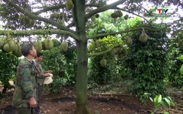 Thí điểm truy xuất nguồn gốc sầu riêng hướng tới chuỗi cung ứng bền vững 