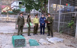 
Phát hiện vụ vận chuyển lâm sản trái pháp luật