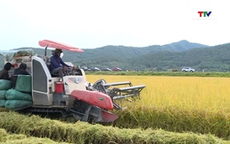 Thanh Hóa hỗ trợ 90 triệu đồng/ha phát triển vùng lúa hữu cơ