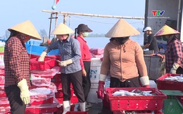 Thanh Hóa: Khai thác thủy sản năm 2025 đạt trên 140.000 tấn