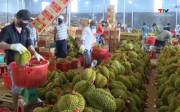 Năm 2026: Xuất khẩu rau quả hướng tới mục tiêu 10 tỷ USD 