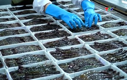 Xuất khẩu tôm năm 2025 sẽ cán mốc kỷ lục 4,6 tỷ USD