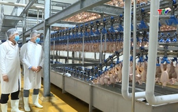 Thanh Hóa: Chăn nuôi giữ vững đà tăng trưởng hướng tới phát triển bền vững