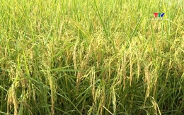 Tập trung phát triển sản phẩm nông nghiệp chủ lực