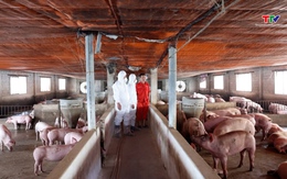 Bình ổn giá cả hàng hóa thiết yếu