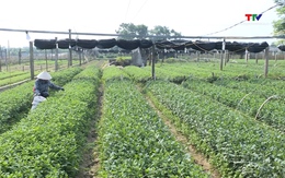 Thanh Hóa vào vụ chăm sóc hoa, cây cảnh Tết