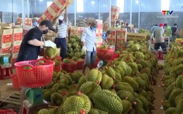 Xuất khẩu rau quả lập kỷ lục trong năm 2025