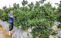 Làng nghề cảnh ở Hợp Tiến chuẩn bị vào vụ Tết