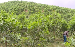 Việt Nam hoàn thành vượt mục tiêu “Đề án 1 tỷ cây xanh”