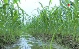 Thọ Lập: Phấn đấu tổng sản lượng lương thực đạt trên 5.600 tấn trong vụ xuân 2026