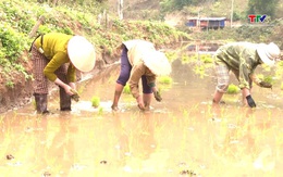 Nông dân huyện Mường Lát xuống đồng gieo cấy lúa vụ Xuân