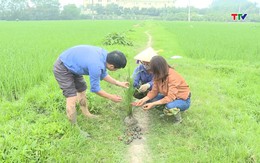 Tập trung phòng trừ sâu bệnh và chăm sóc lúa chiêm xuân