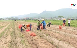 Hiệu quả liên kết sản xuất khoai tây vụ Đông xuân