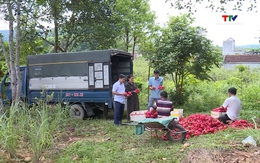 Hội nông dân Thanh Hóa đóng góp tích cực trong phát triển kinh tế tập thể