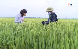 Tập trung thực hiện các biện pháp bảo vệ lúa vụ xuân
