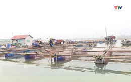 Thị xã Nghi Sơn xử lý trên 3.300 lồng, bè nuôi trồng thủy sản tự phát